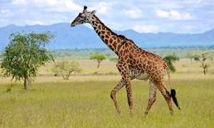 Girafas