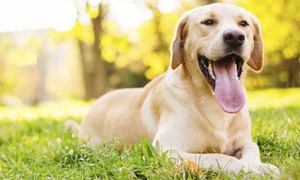 Cachorros