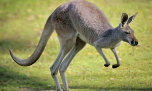 Canguru