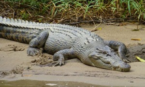 Crocodilo