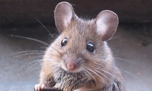 Ratos