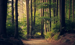 Natureza