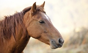 Cavalos
