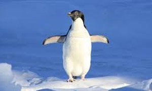 Pinguins
