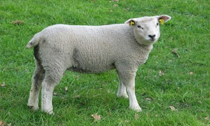 Ovelha