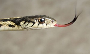 Cobras