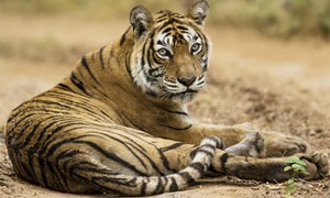 Tigre