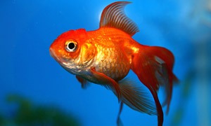 Peixes