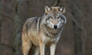 Lobo